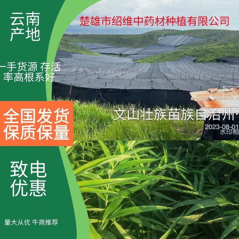 【实力商家】黄精种苗规格齐全2年苗质优价廉欢迎采购
