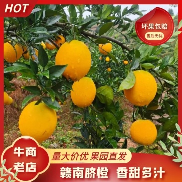 代办江西赣南脐橙，对接全国各地收购商，提供一条龙服务
