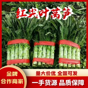 精品红尖叶莴笋，精品红尖叶，四川德阳一手货源，可视频看货