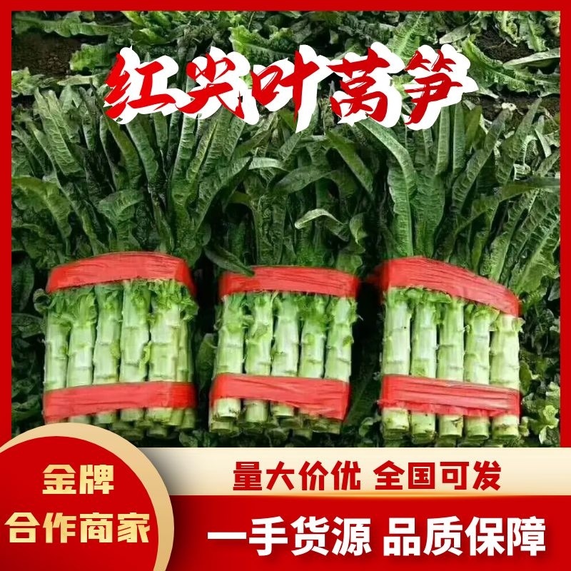精品红尖叶莴笋，精品红尖叶，四川德阳一手货源，可视频看货