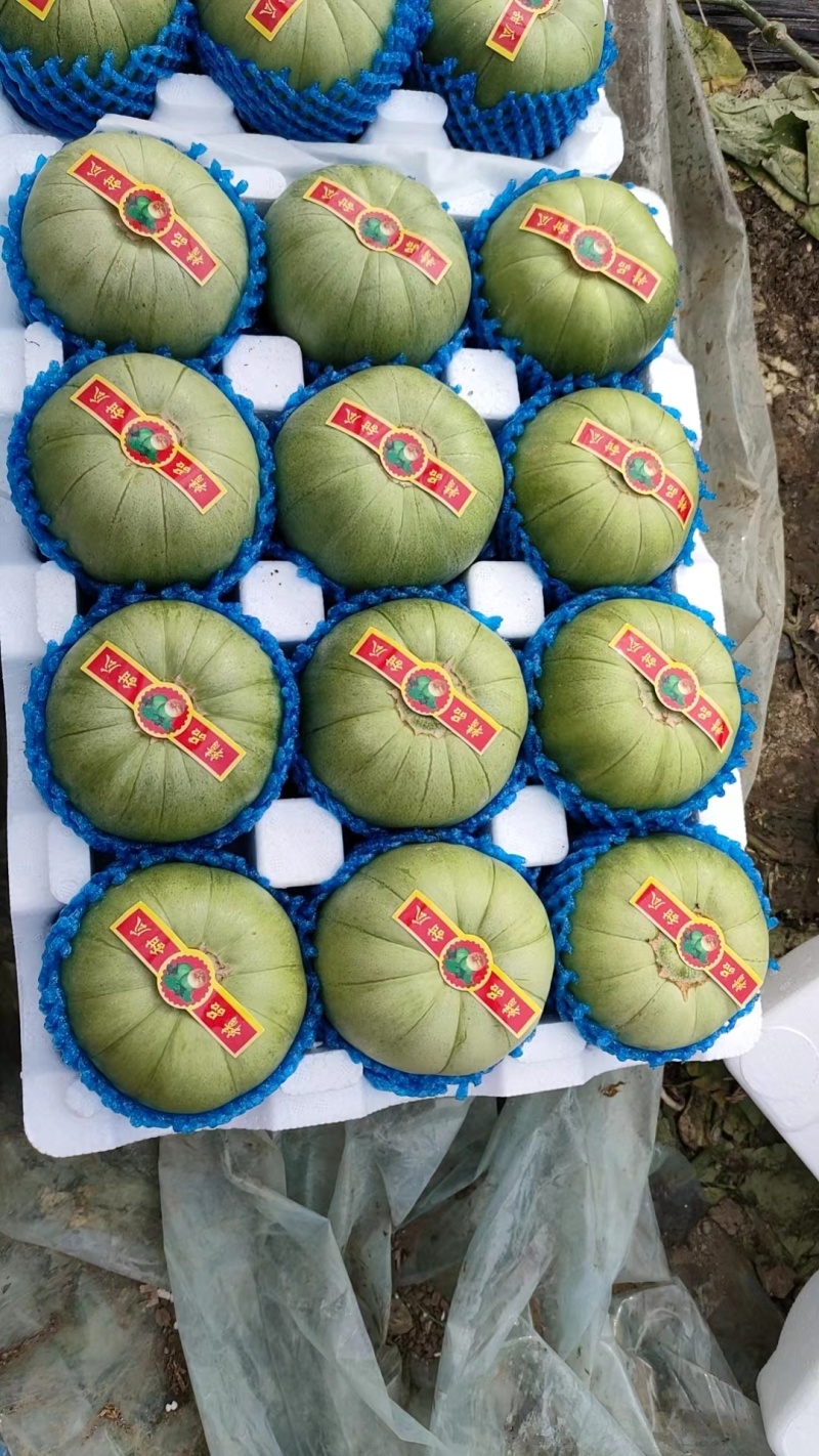 辽宁绿宝甜瓜，一手货源。对接市场，超市电商，一件代发