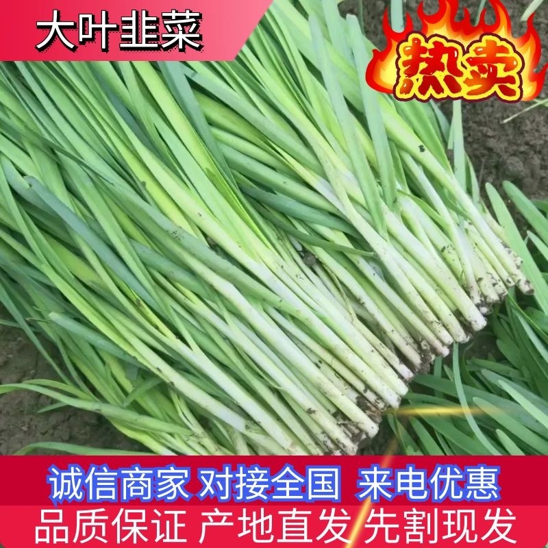 【韭菜】乐亭大叶韭菜大量上市头茬先割现发对接全国市场