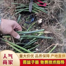 覆盆子苗品种多样基地发货品质欢迎咨询订购