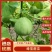 辽宁绿宝甜瓜，一手货源。对接市场，超市电商，一件代发
