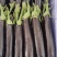 山东绿把长茄子，新鲜茄子，大量供应，对接全国市场商超