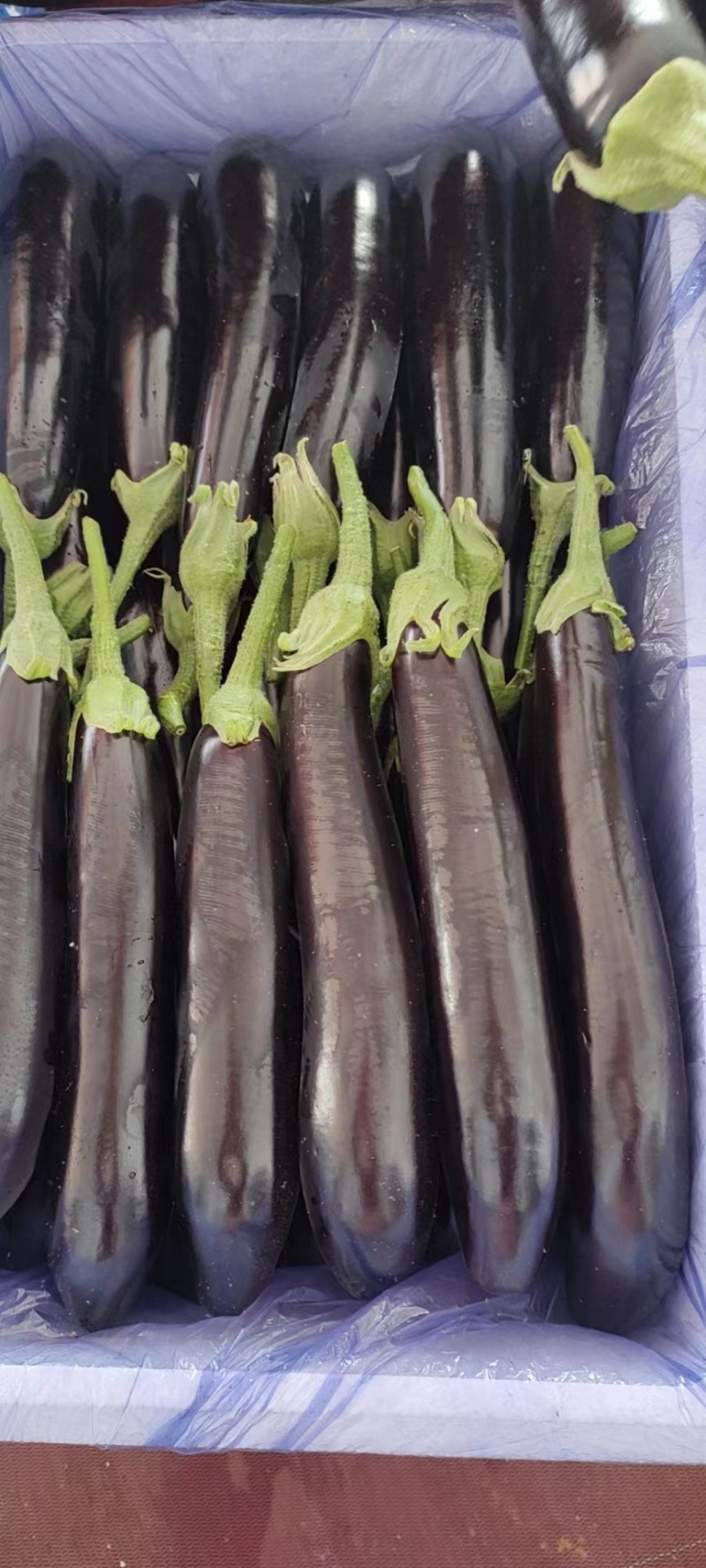 山东绿把长茄子，新鲜茄子，大量供应，对接全国市场商超