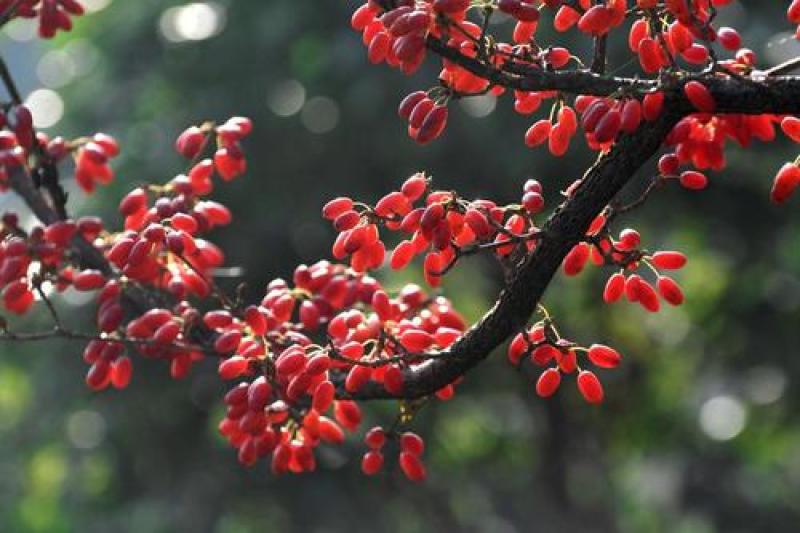 陕西佛坪山茱萸，道地中药材一手货源质量保证