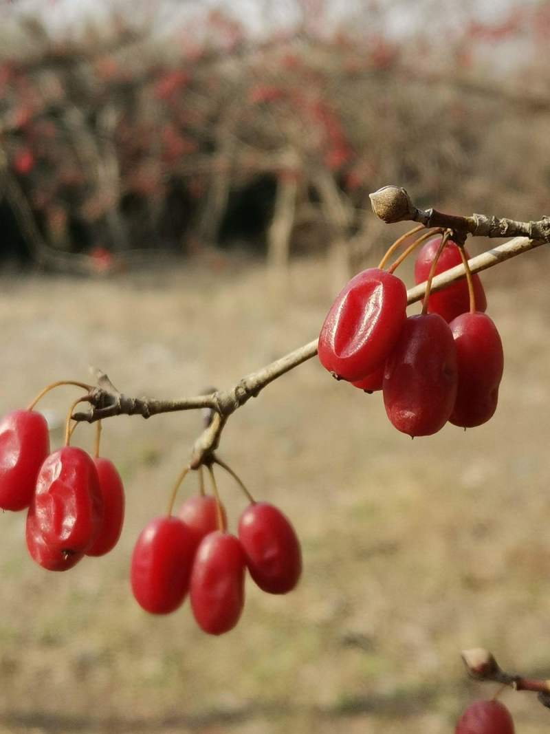 陕西佛坪山茱萸，道地中药材一手货源质量保证