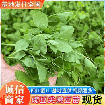 四川省眉山市豌豆尖种植基地视频看产品，保质保量