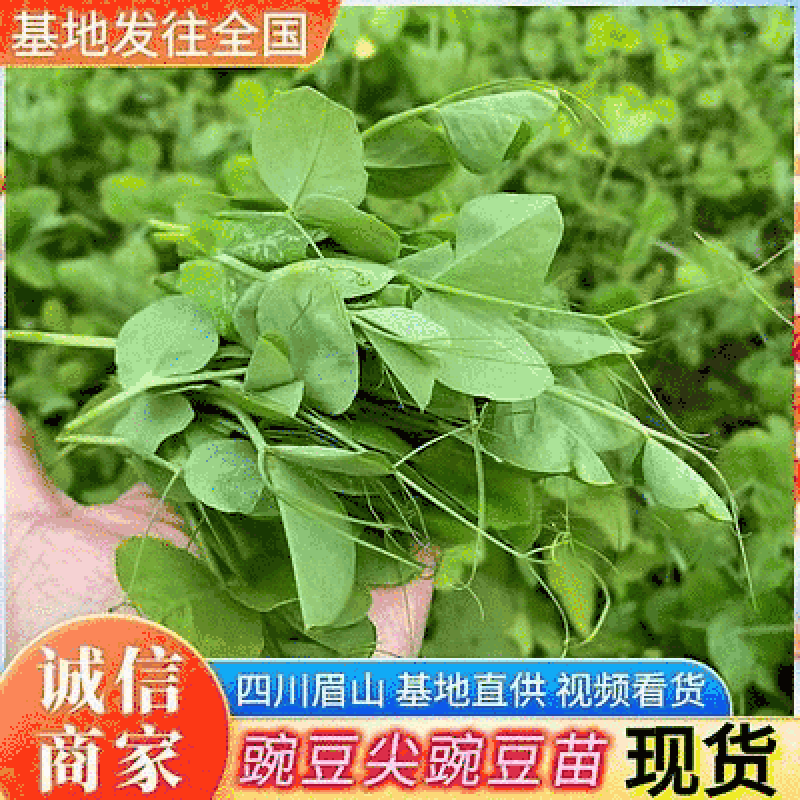 四川省眉山市豌豆尖种植基地视频看产品，保质保量