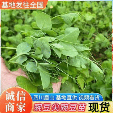 四川豌豆尖豌豆苗基地直供现货价格便宜全国发货