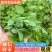 四川豌豆尖豌豆苗基地直供现货价格便宜全国发货