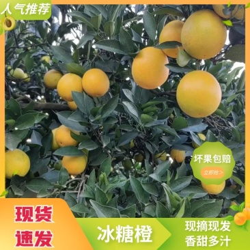 湖南麻阳冰糖橙现摘现发皮薄多汁口感甘甜来电优惠