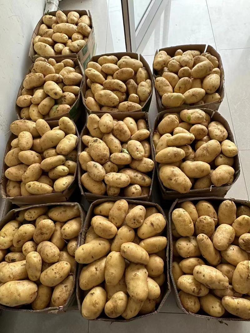 【专业代收】万亩新鲜黄心土豆大量上市，价格美丽货源充足