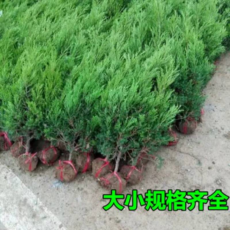 精品侧柏苗品质上乘规格齐全全国发货欢迎咨询联系