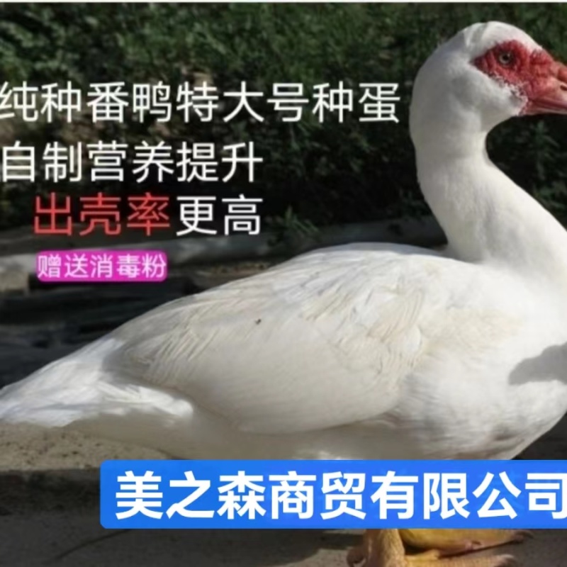 大种番鸭种蛋受精率%90左右，包损，售后服务