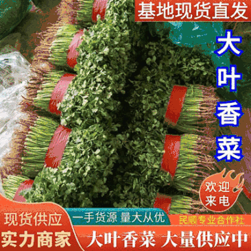 山东香菜精选大叶香菜大量供应一手货源提供一条龙服务