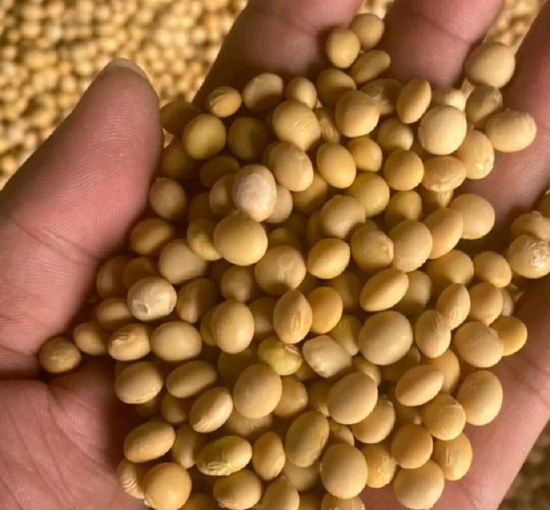湖北优质黄豆大量上市供应产地直发一手货源批发品质保证！
