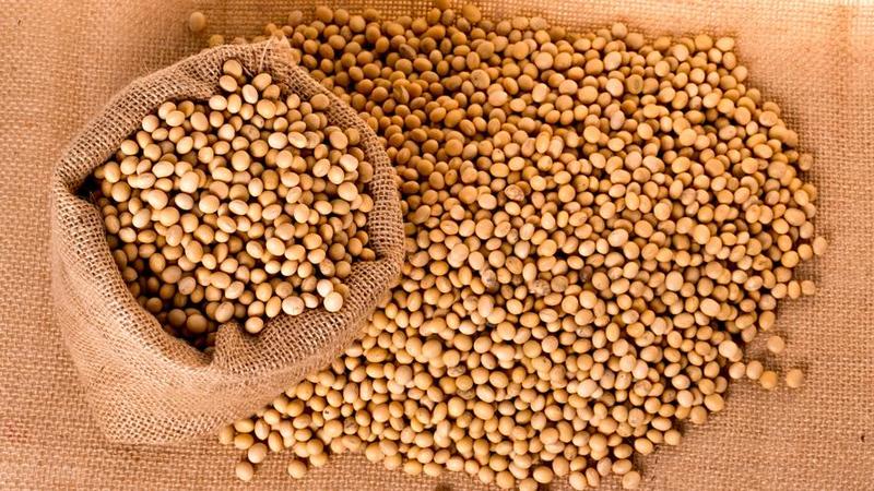 湖北优质黄豆大量上市供应产地直发一手货源批发品质保证！