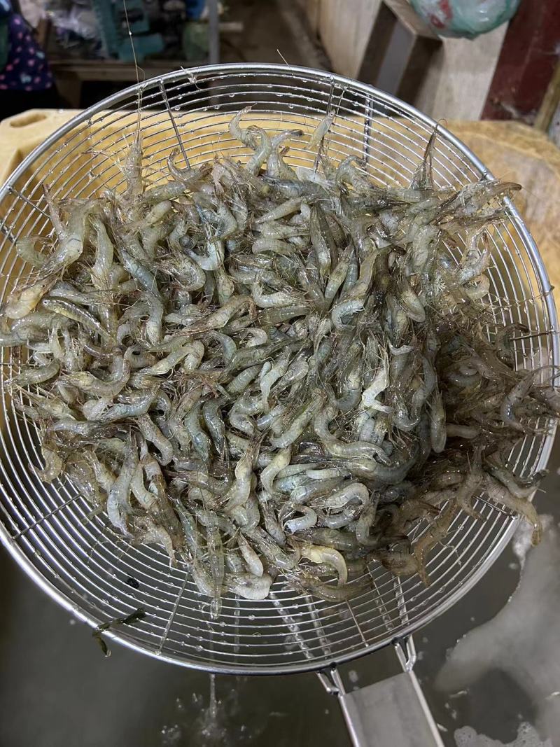 新鲜速冻小青虾冷冻河虾量大价优欢迎采购