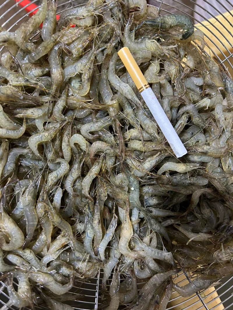 新鲜速冻小青虾冷冻河虾量大价优欢迎采购