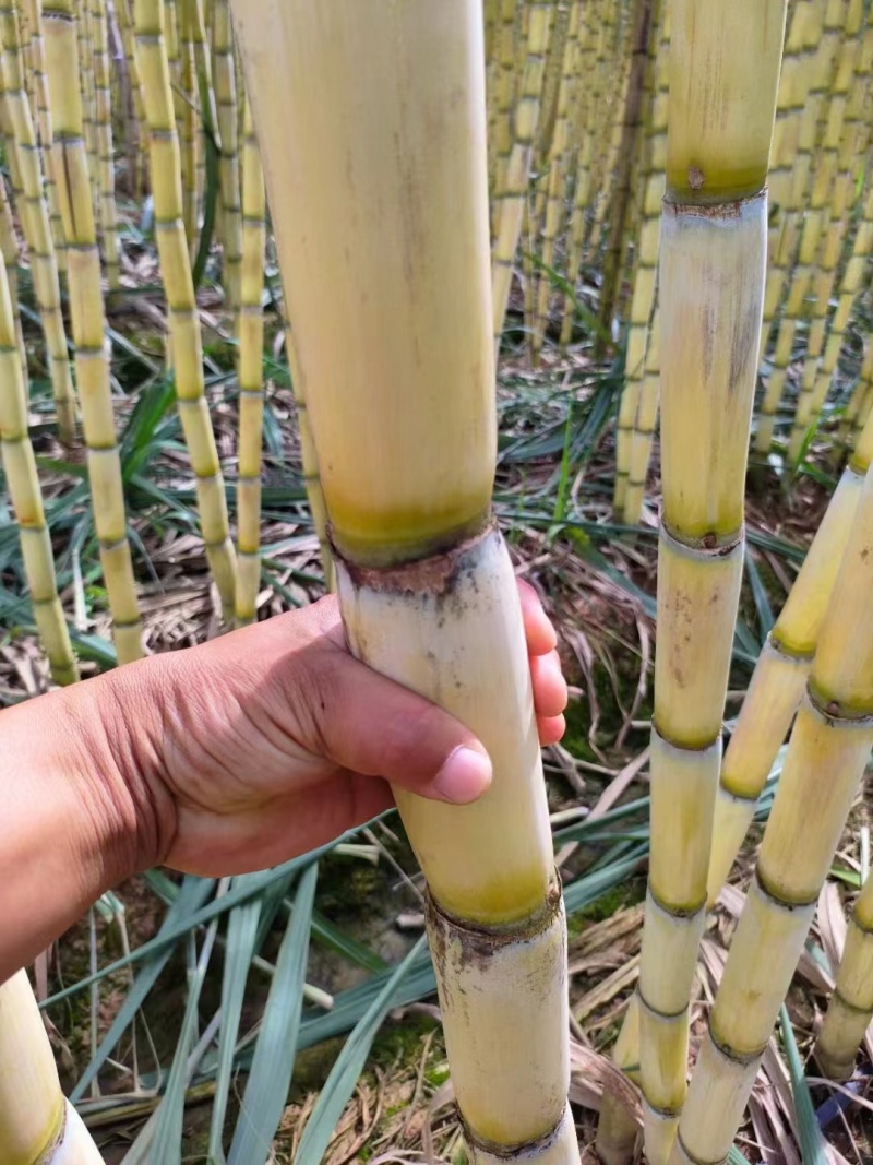 云南甘蔗，黄皮甘蔗，黄金甘蔗，甘蔗产地一手货源