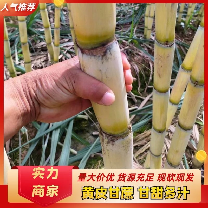 [推荐]云南黄金甘蔗，黄皮甘蔗，甘蔗产地一手货源