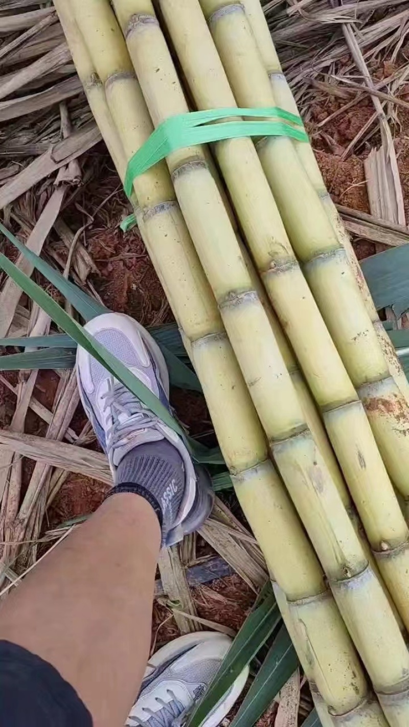 [推荐]云南黄金甘蔗，黄皮甘蔗，甘蔗产地一手货源