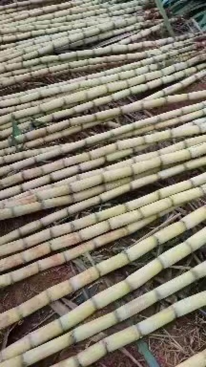 [推荐]云南黄金甘蔗，黄皮甘蔗，甘蔗产地一手货源