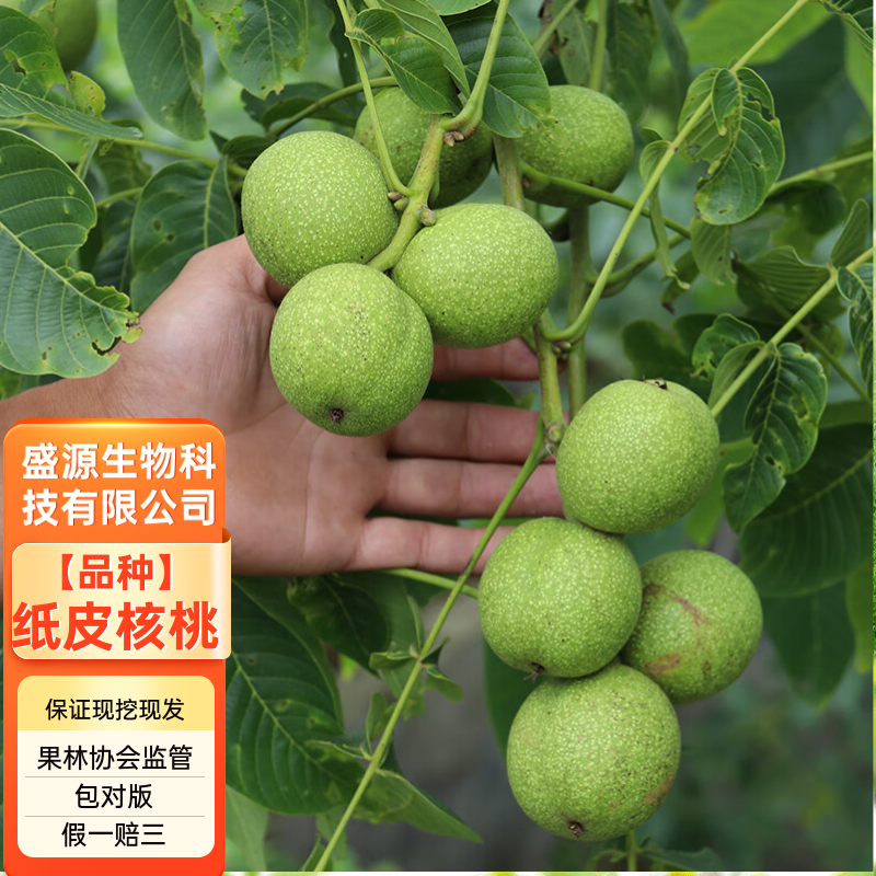薄皮核桃树苗8518薄皮纸核桃苗9818核桃树苗