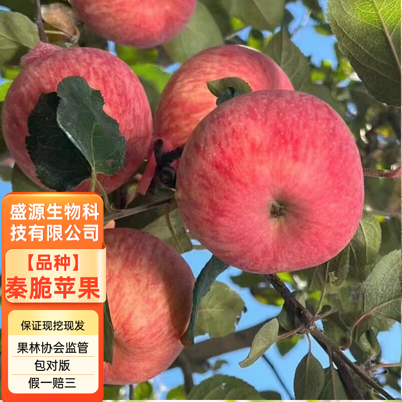 秦脆苹果树苗秦脆苹果苗M9-T337Z砧木包成活