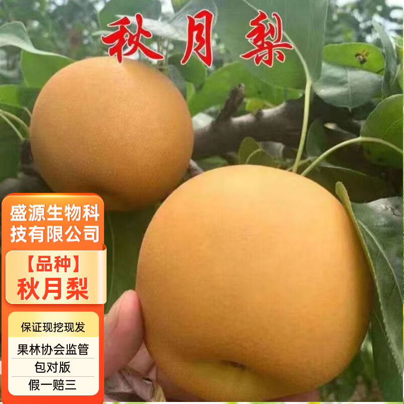 秋月梨树苗基地现挖现发无黑根无根瘤带合同发货
