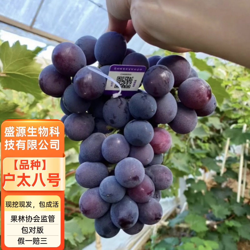 户太8号葡萄苗户太八号葡萄树苗签约购苗基地直供