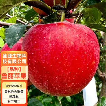 精品嫁接鲁丽红苹果苗鲁丽苹果树苗保真合同发货