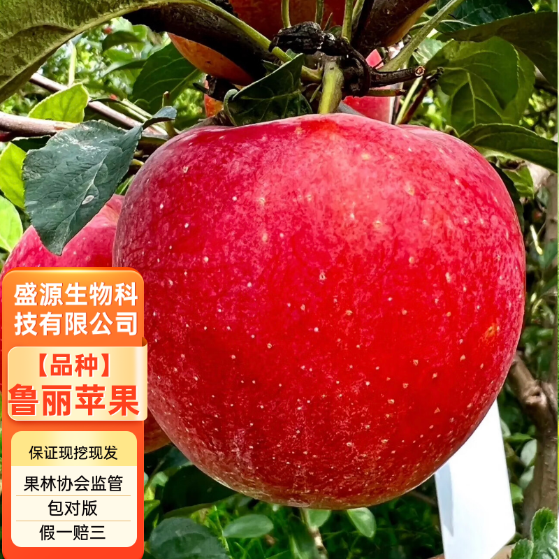 精品嫁接鲁丽红苹果苗鲁丽苹果树苗保真合同发货