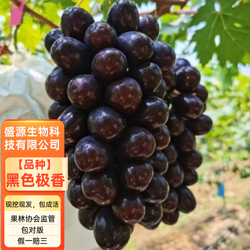 黑色阳光玫瑰葡萄苗黑色极香葡萄苗带合同发货