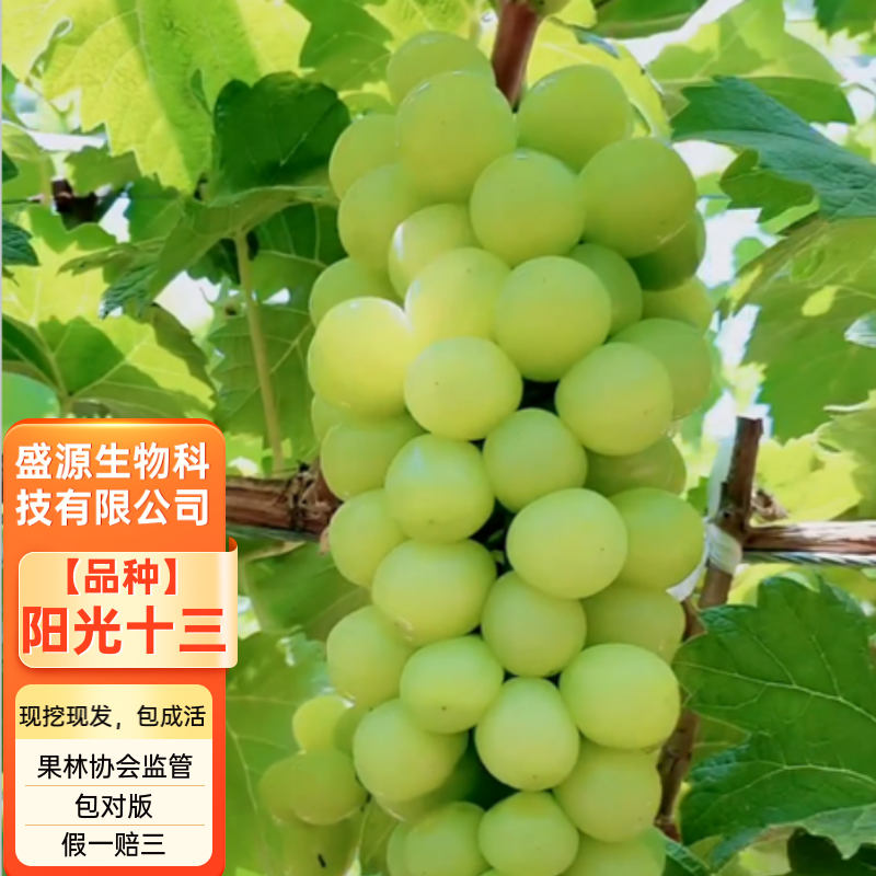 阳光十三葡萄苗5BB3309m品种纯正合同发货