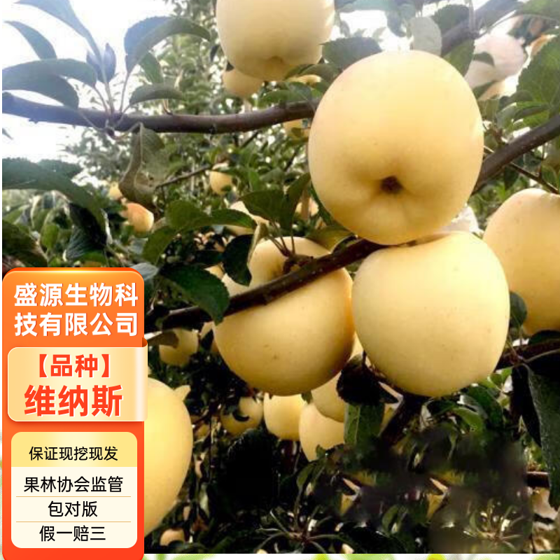 嫁接维纳斯苹果苗维纳斯黄苹果树苗拒绝假苗带合同发货