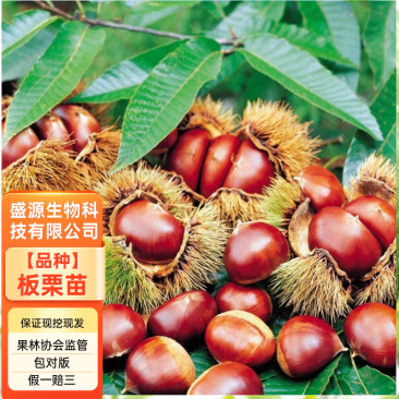 精品嫁接板栗苗大红袍板栗苗特大油板栗苗拒绝假苗
