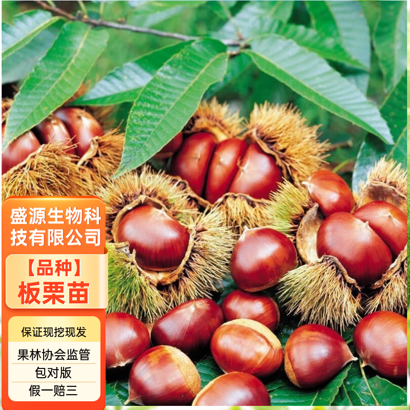 精品嫁接板栗苗大红袍板栗苗特大油板栗苗拒绝假苗
