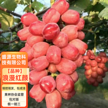 嫁接浪漫红颜葡萄苗无籽葡萄苗拒绝假苗保证品种纯正