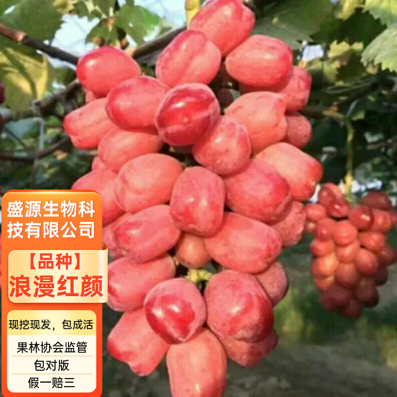 嫁接浪漫红颜葡萄苗无籽葡萄苗拒绝假苗保证品种纯正