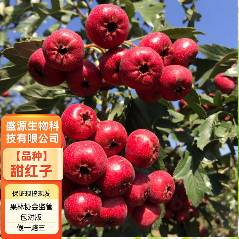 山楂树苗甜红子山楂苗现挖现发合同发货