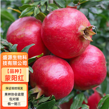 蒙阳红石榴苗蒙阳红大石榴树苗合同发货