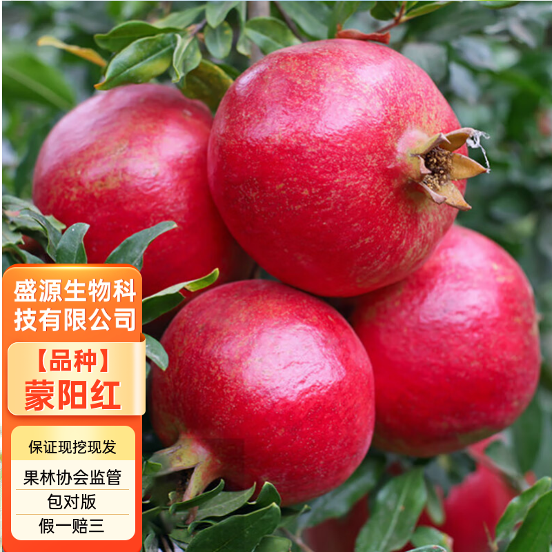 蒙阳红石榴苗蒙阳红大石榴树苗合同发货