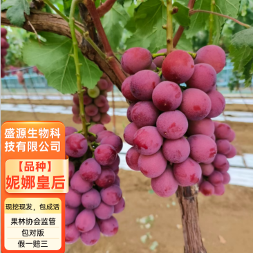 妮娜皇后葡萄苗妮娜女王葡萄苗拒绝假苗合同发货