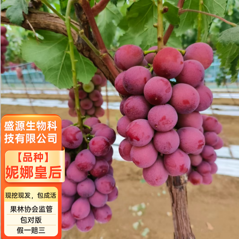 妮娜皇后葡萄苗妮娜女王葡萄苗拒绝假苗合同发货