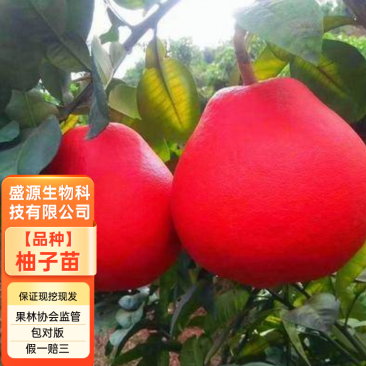 红心柚子苗【泰国暹罗红柚苗保证纯度】皮特红品种纯正