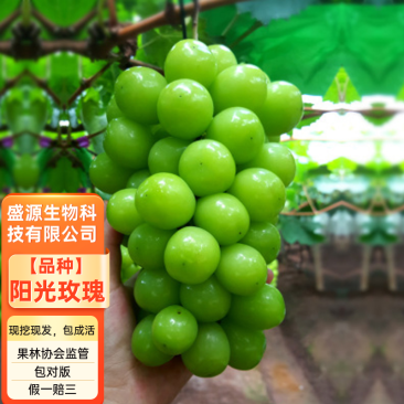 阳光玫瑰葡萄树苗嫁接阳光玫瑰葡萄树苗保证品种