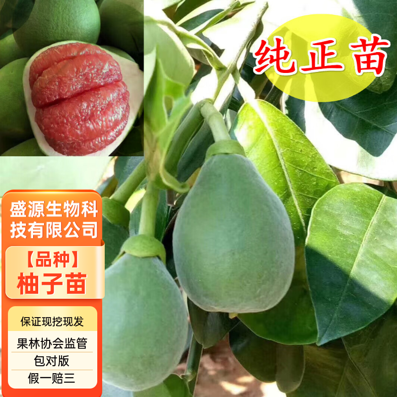 泰国红宝石青柚子苗泰国原装正版母本精品嫁接保证纯度